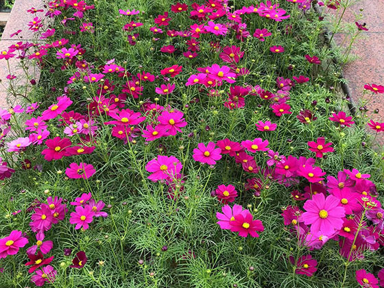 莆田PU仿真花|家庭园林设计